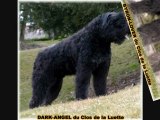 BOUVIER DES FLANDRES du CLOS DE LA LUETTE