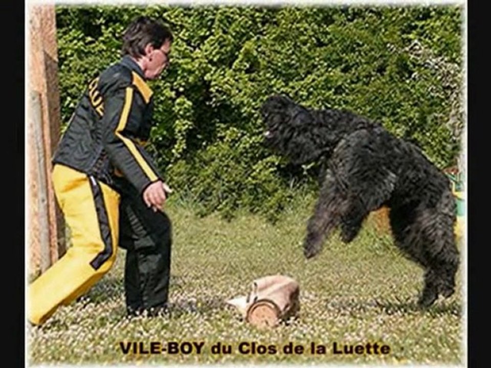 VILE-BOY du Clos de la Luette BOUVIER DES FLANDRES