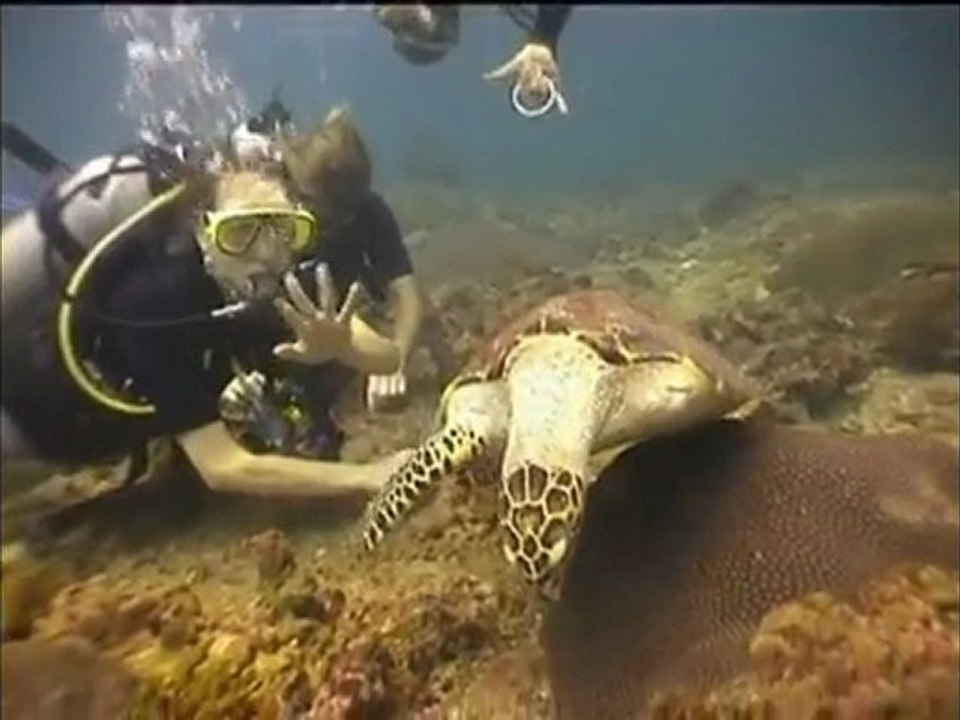 plongée deuxieme partie sur KHO PHI PHI thailande