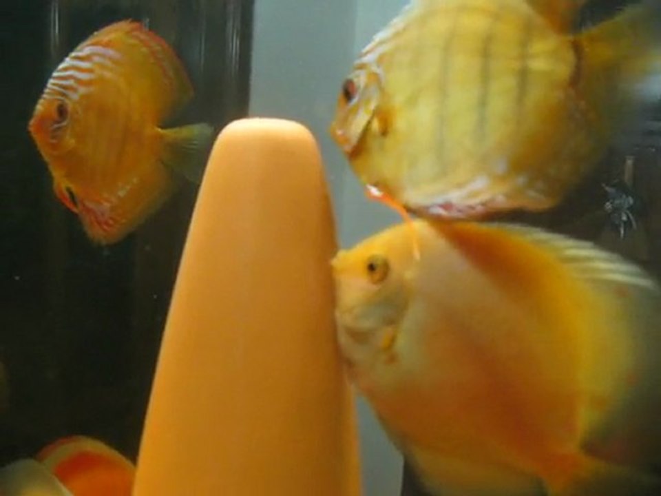 discus sinop 2