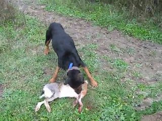 arap tavşan avı  2