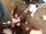 vidéo chiots valse 1 mois