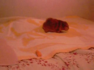Brin de folie chez Lilou v2