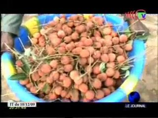 Célébration de la journée nationale de l’arbre à Mboko