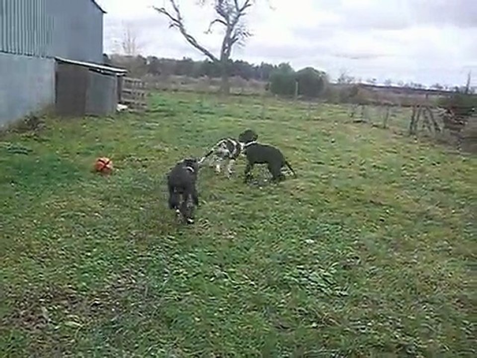 chiots 29/11/09