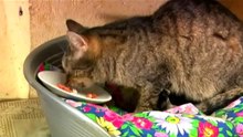 cats_french