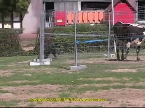 BOY du Clos de la Luette BOUVIER DES FLANDRES