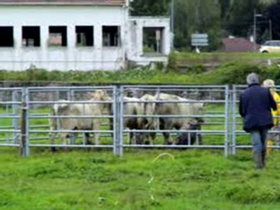 DREAM du Clos de la Luette BOUVIER DES FLANDRES