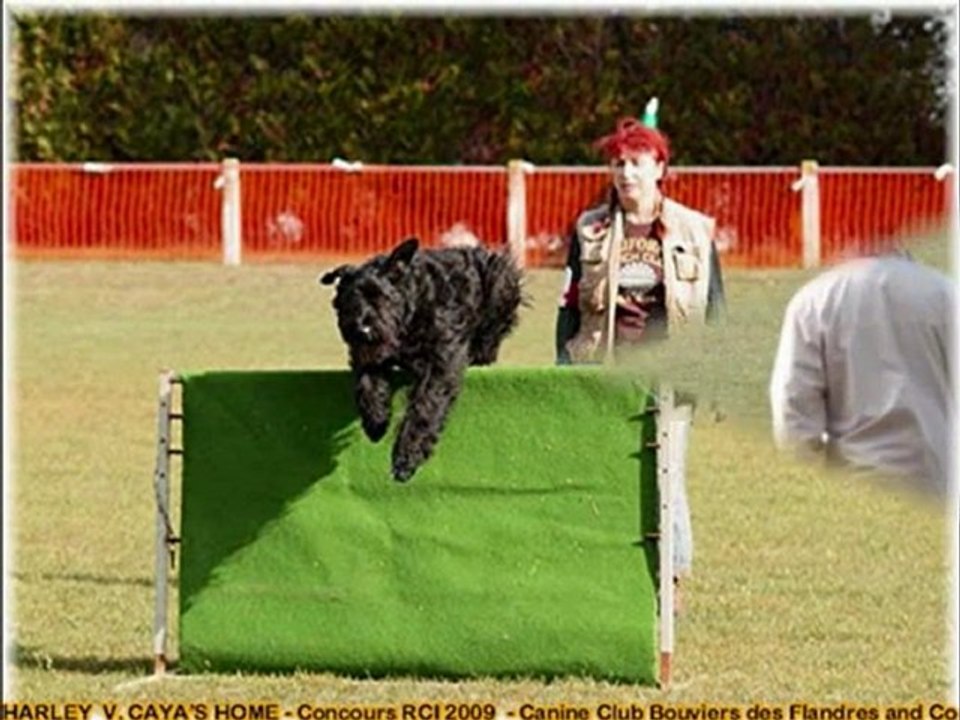 CONCOURS RCI 09 CLOS DE LA LUETTE BOUVIER DES FLANDRES