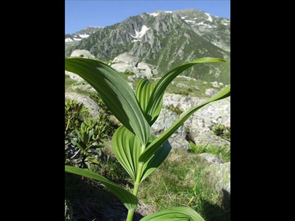 KAVRUN YAYLASI--KAVRUN.TR.GG