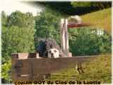 COWBOY du Clos de la Luette BOUVIER DES FLANDRES