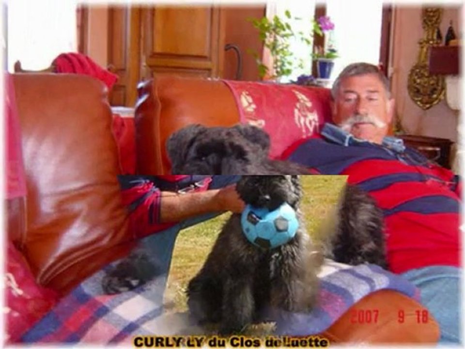 CURLY du Clos de la Luette BOUVIER DES FLANDRES