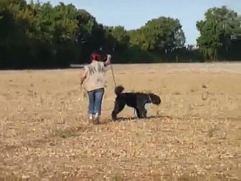 DHENGELO RCI ENTRAINEMENT BOUVIER DES FLANDRES