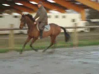 Indian Charm jument 4 ans