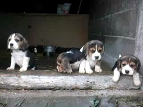 Chiots à 41 jours