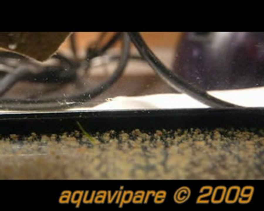 Petits néons roses (hemigrammus erythrozonus) Jour 9