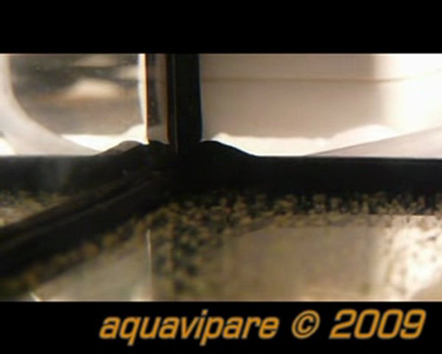 Petits néons roses (hemigrammus erythrozonus) Jour 9