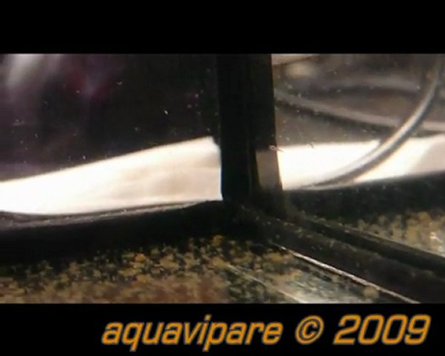 Petits néons roses (hemigrammus erythrozonus) Jour 9