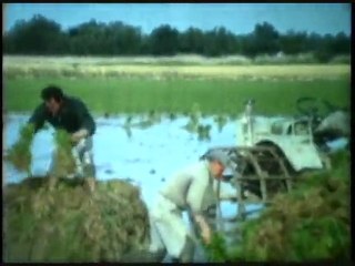 repiquage de riz a Tarascon