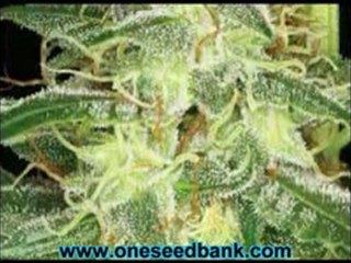 Reserva Privada Silver Bubble