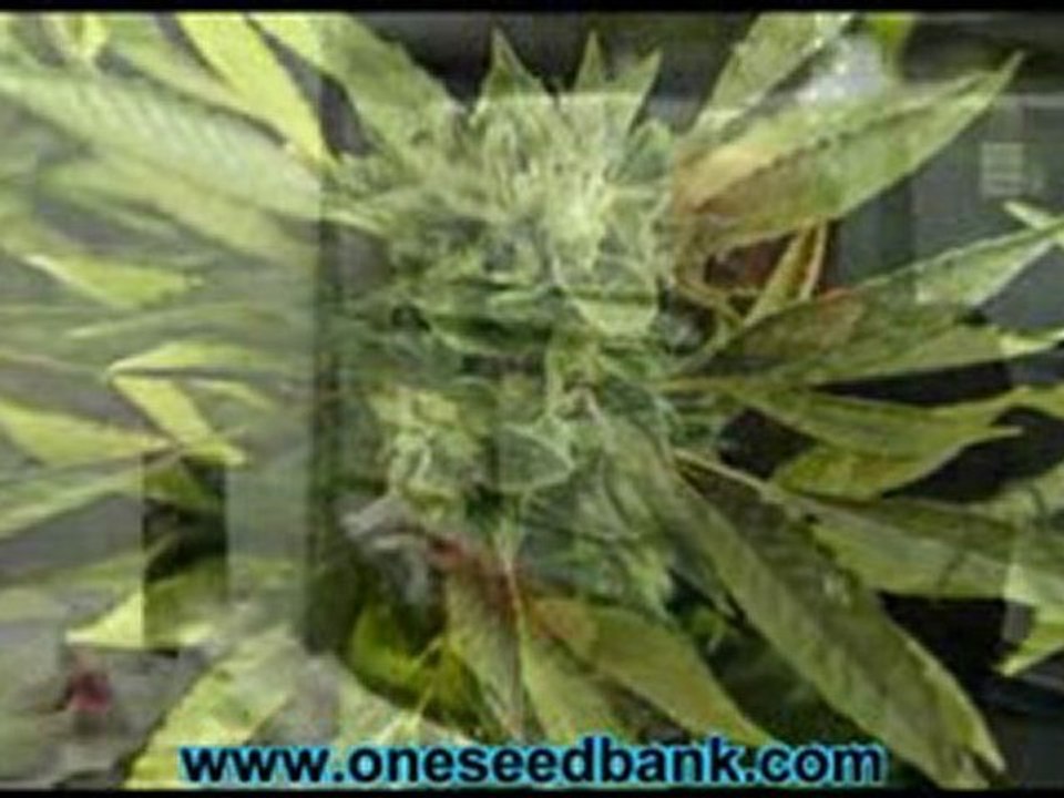 Green House Seed Co Trainwreck