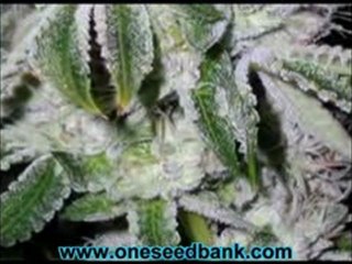 Reserva Privada OG Kush