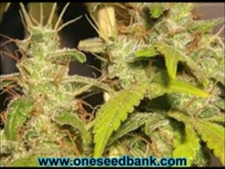 DNA Genetics Sour Cream