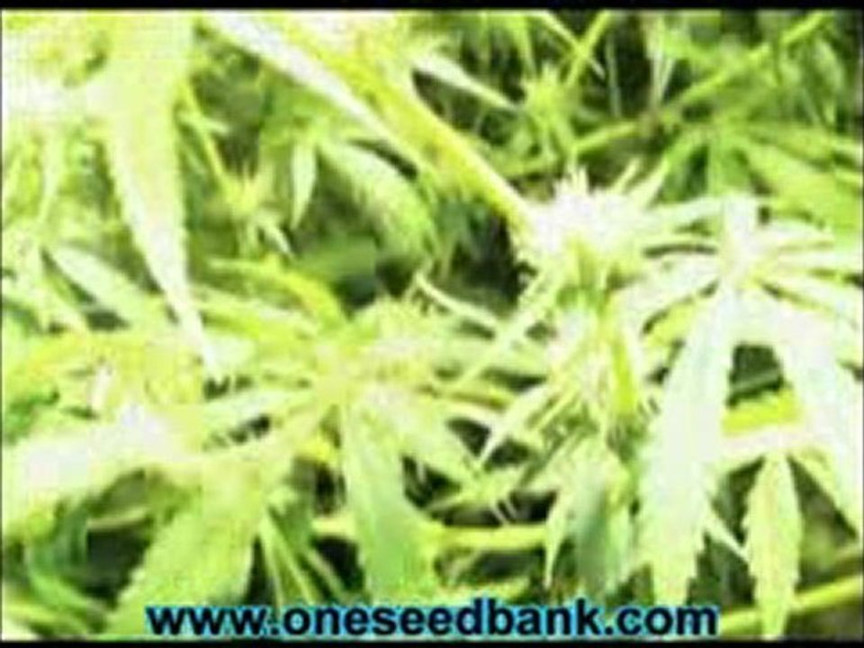 DNA Genetics Anunnaki