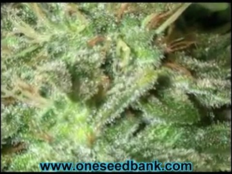 DNA Genetics Pure Afghan