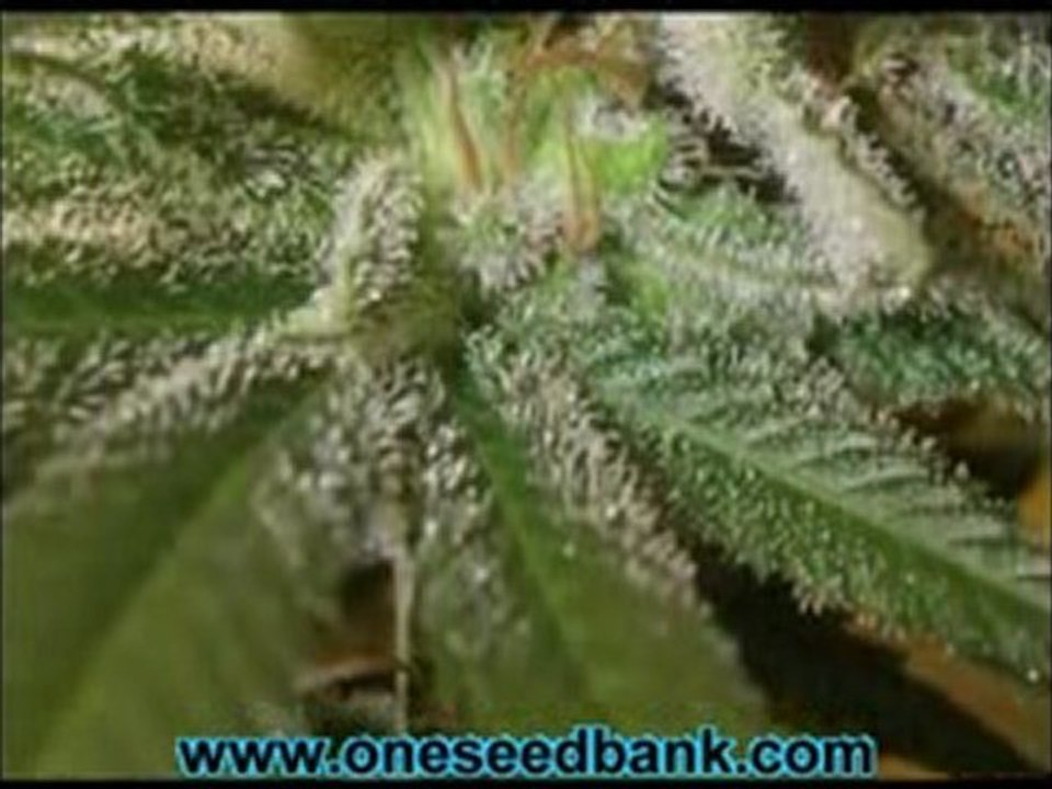 DNA Genetics Kushberry