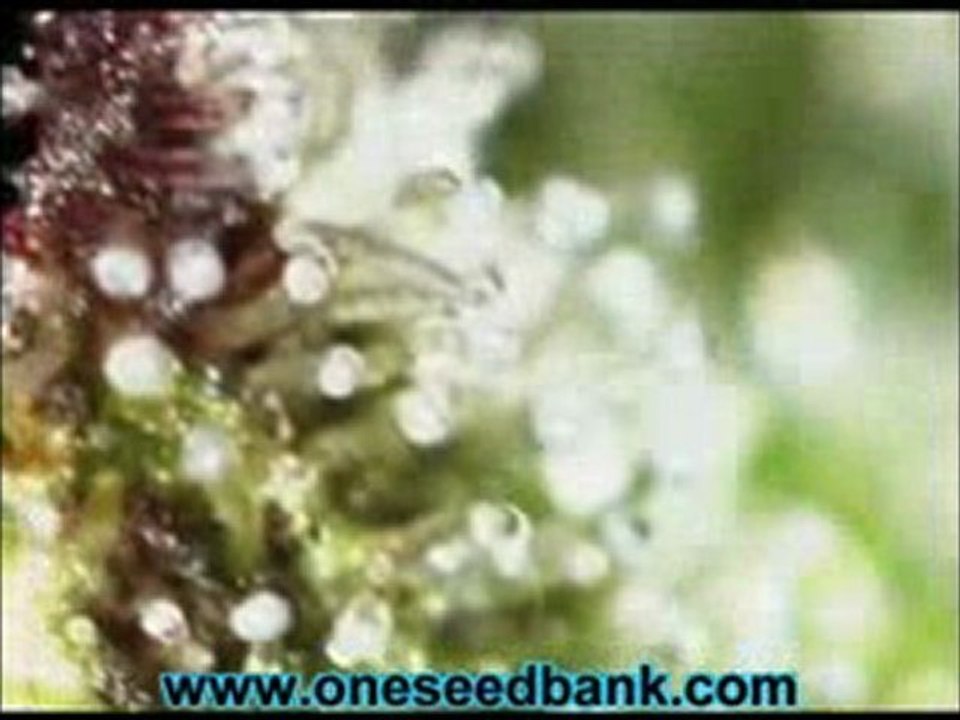 DNA Genetics LA Confidential