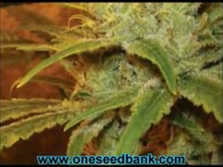 DNA Genetics Cannalope Haze