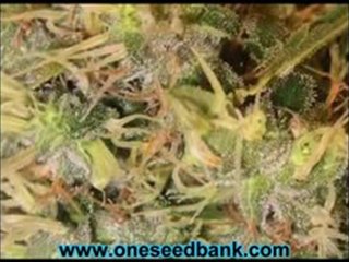 DNA Genetics Martian Mean Green