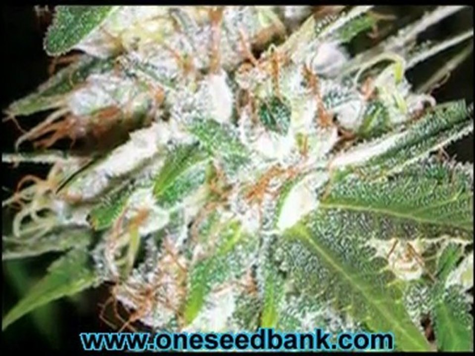 DNA Genetics LA Woman