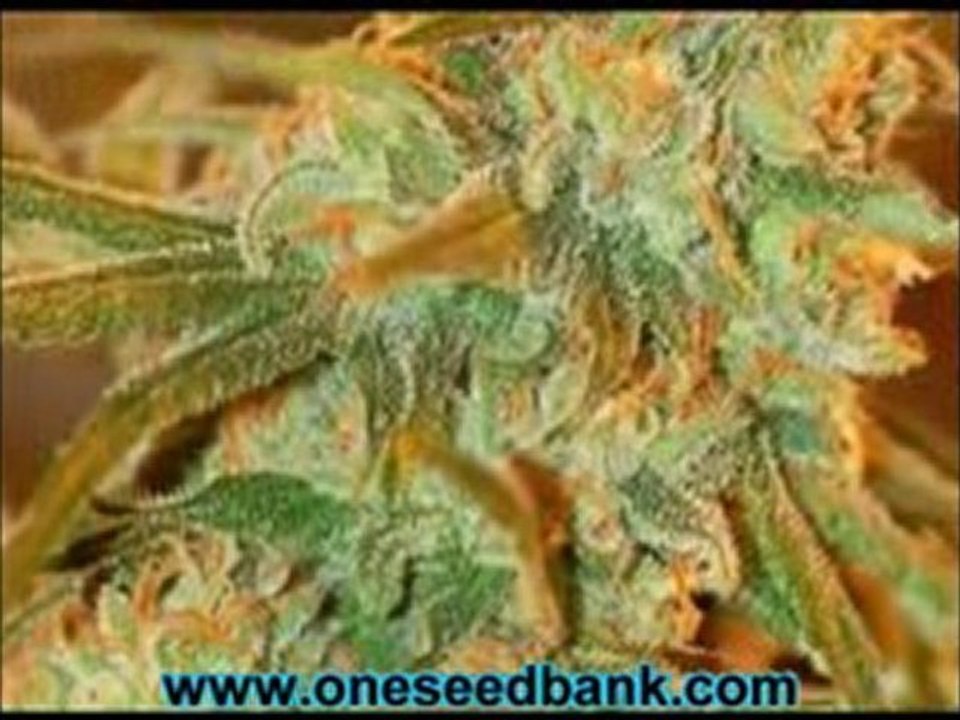 DNA Genetics Lemon Skunk