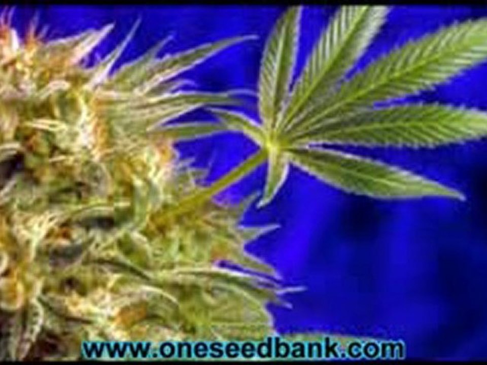 Delta 9 Labs Super Star