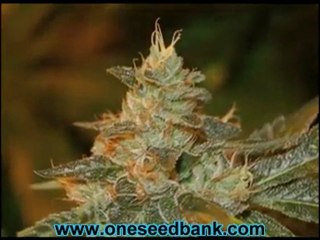 DNA Genetics Cataract Kush