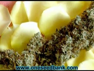 Delta 9 Labs Southern Lights