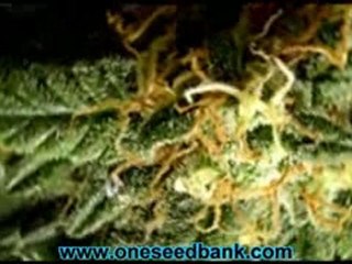 Delta 9 Labs Stargazer