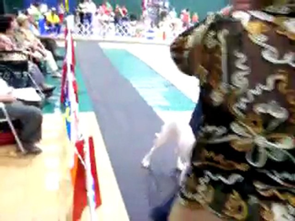 Dogos_Argentinos_Puerto_Rico-1