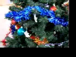 6Déc09 coucou derriere le sapin