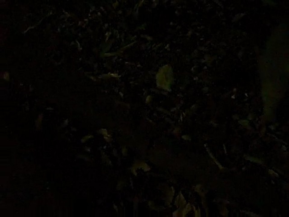 Oppossums vraiment pas peureux - Brsibane - AUSTRALIA