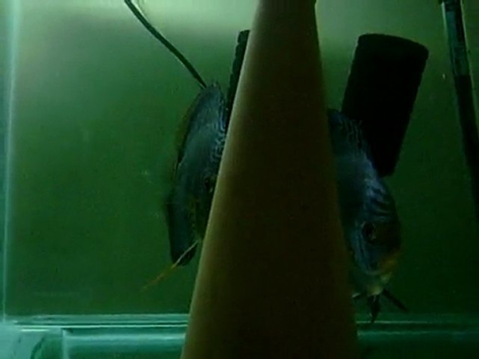 rose red valentine yavrular