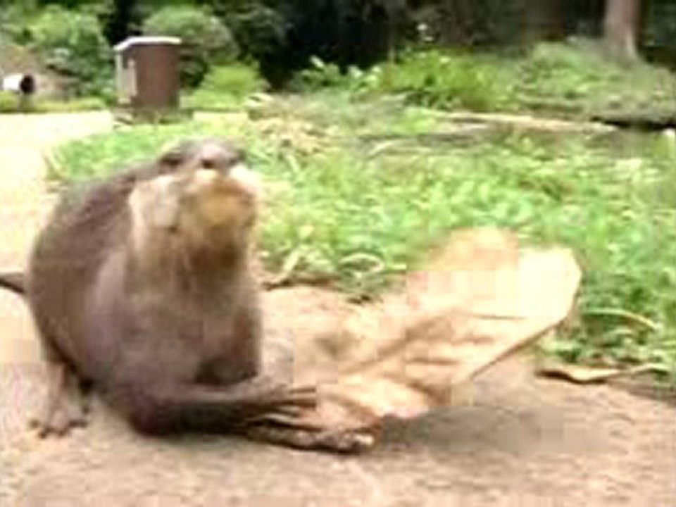 Otter Rehearsing for Christmas 2009 at Night Safari