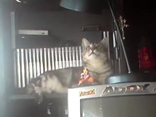 mon chat qui parle (2)