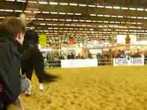 Arabo-Frison dressage