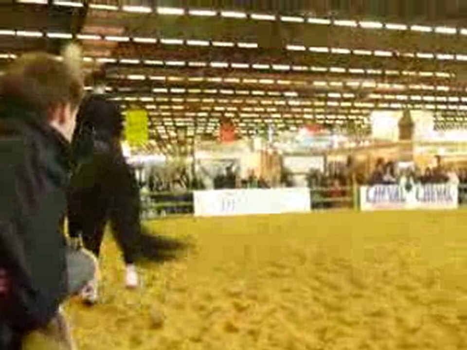 Arabo-Frison dressage