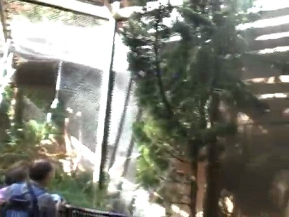 Les singes du zoo