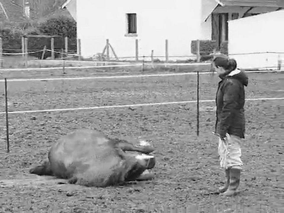 Chou, taff a pied