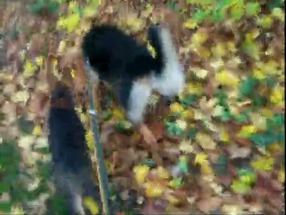 au parc